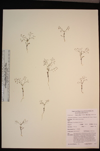 Eriogonum spergulinum image